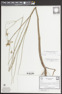 Tiedemannia filiformis image