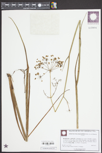 Tiedemannia filiformis image