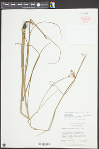 Tiedemannia filiformis subsp. filiformis image