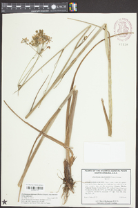 Tiedemannia filiformis image