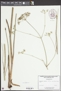 Oxypolis filiformis image