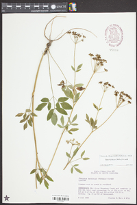 Zizia trifoliata image