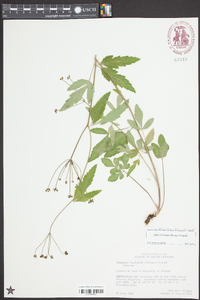 Zizia trifoliata image