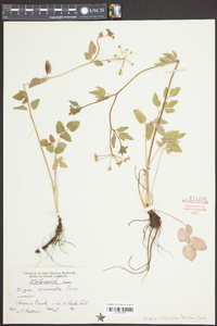 Zizia trifoliata image