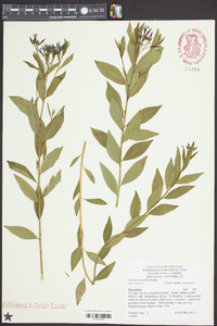 Amsonia orientalis image