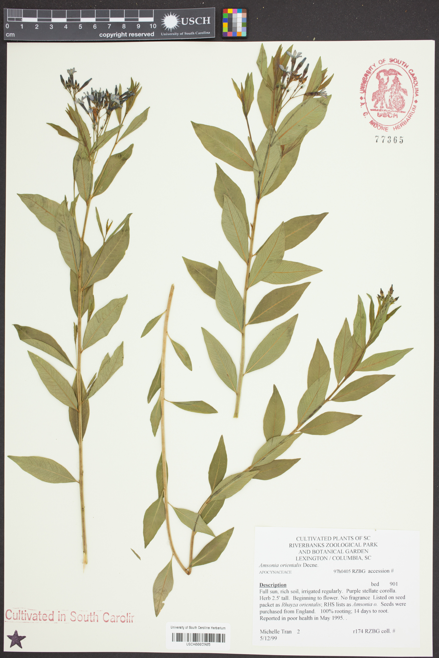 Amsonia orientalis image