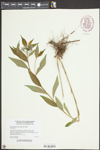 Amsonia tabernaemontana image