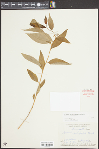 Amsonia tabernaemontana image