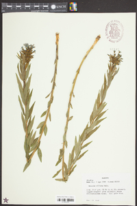 Amsonia ciliata image