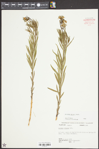 Amsonia ciliata image