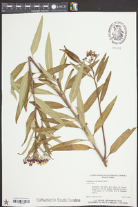 Asclepias curassavica image