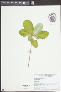 Asclepias amplexicaulis image