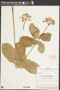 Asclepias amplexicaulis image