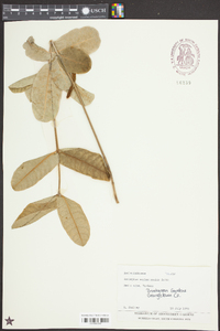 Asclepias amplexicaulis image