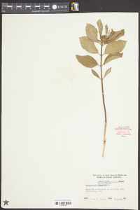 Asclepias amplexicaulis image