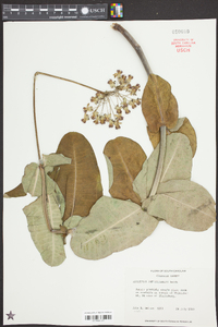 Asclepias amplexicaulis image