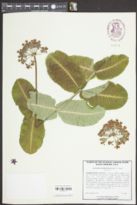 Asclepias amplexicaulis image