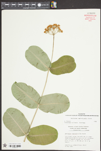 Asclepias amplexicaulis image