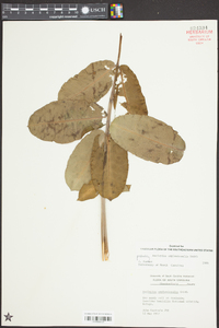 Asclepias amplexicaulis image