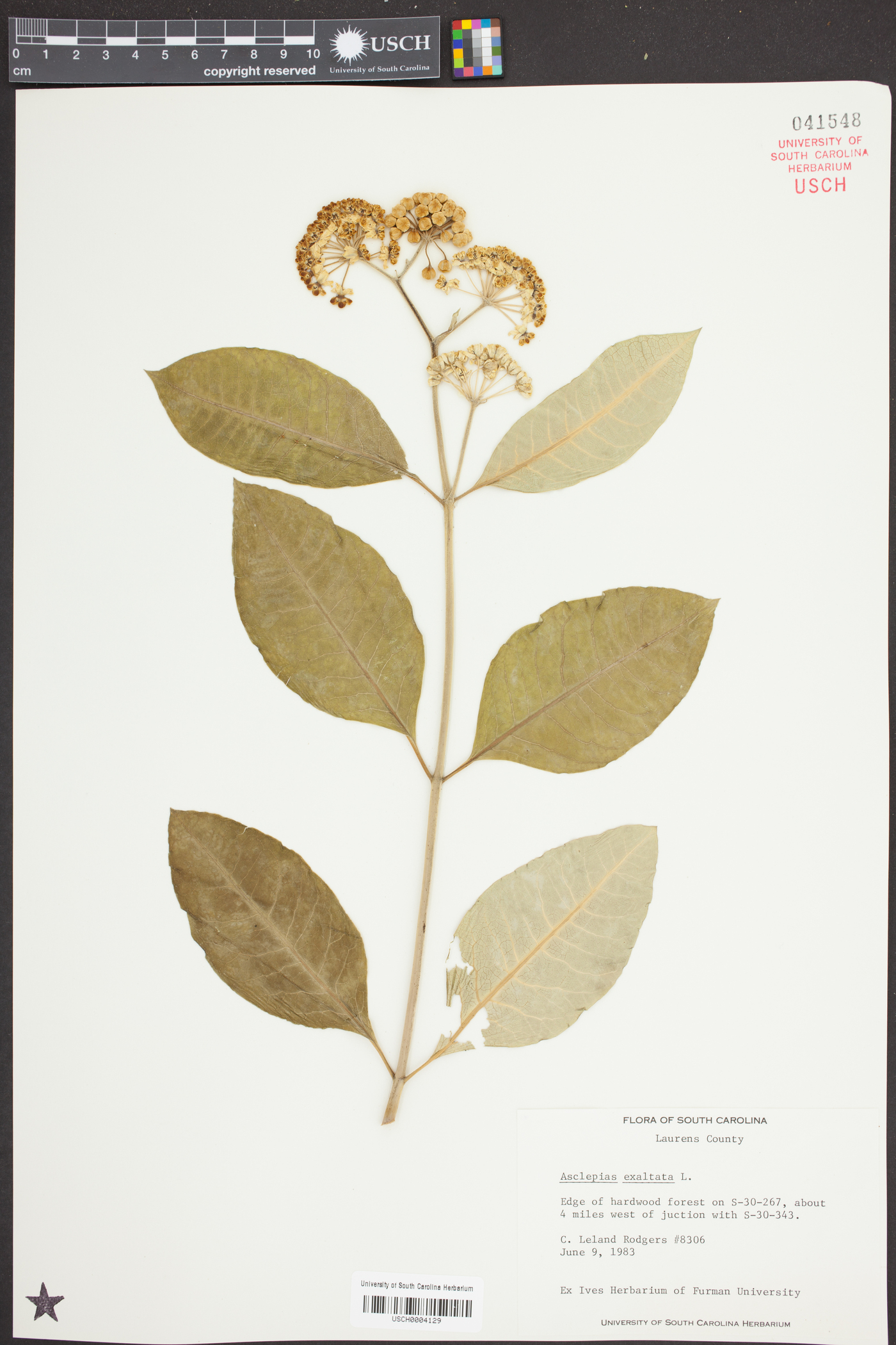 Asclepias variegata image