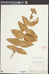 Asclepias humistrata image