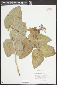 Asclepias humistrata image