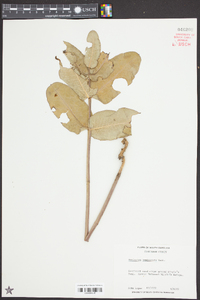 Asclepias humistrata image