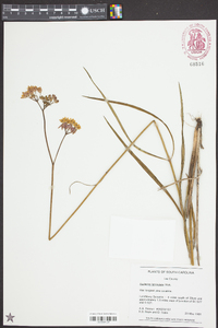 Asclepias lanceolata image