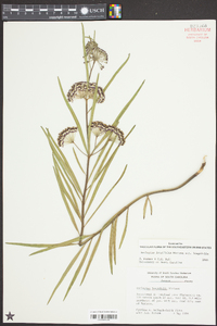 Asclepias longifolia image