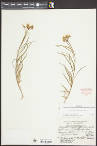 Asclepias michauxii image