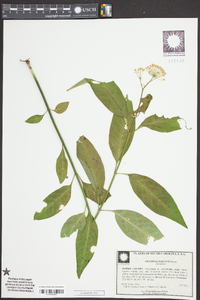 Asclepias perennis image