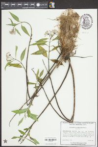 Asclepias perennis image