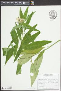 Asclepias perennis image