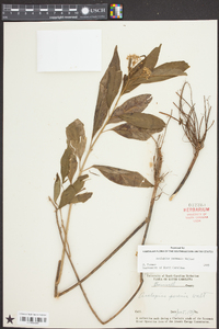 Asclepias perennis image