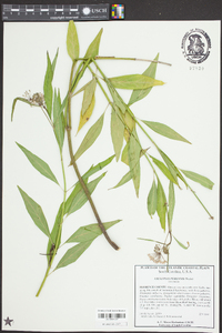 Asclepias perennis image