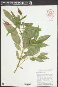 Asclepias perennis image