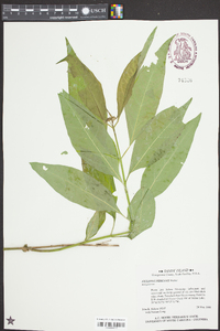 Asclepias perennis image