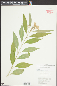 Asclepias perennis image