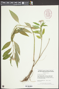 Asclepias perennis image