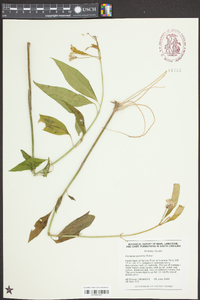 Asclepias perennis image