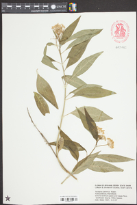 Asclepias perennis image