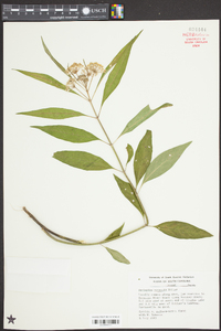 Asclepias perennis image