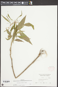 Asclepias perennis image