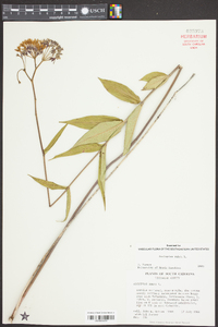 Asclepias rubra image