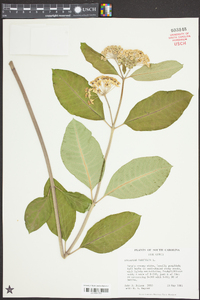 Asclepias variegata image