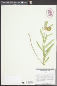 Asclepias viridiflora image