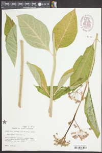 Asclepias exaltata image