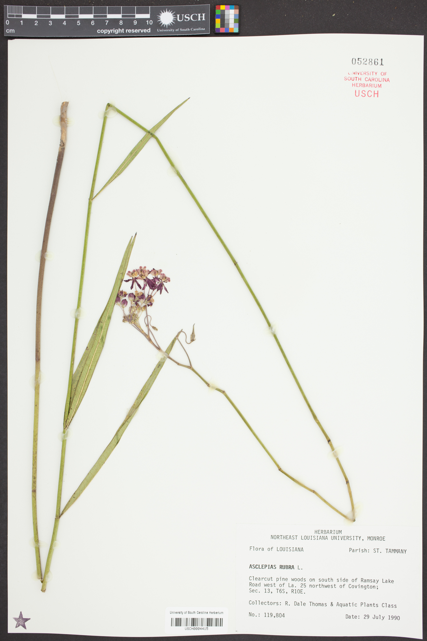Asclepias rubra image