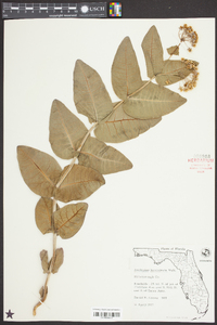 Asclepias humistrata image