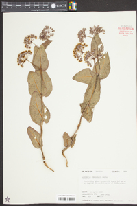 Asclepias humistrata image